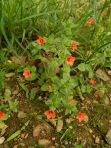 Rød Arve (Anagallis arvensis)