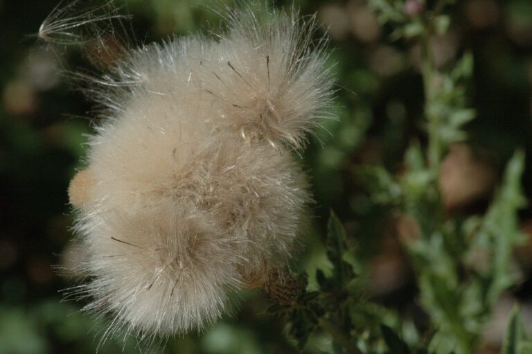 Agertidsel (Cirsium arvense)