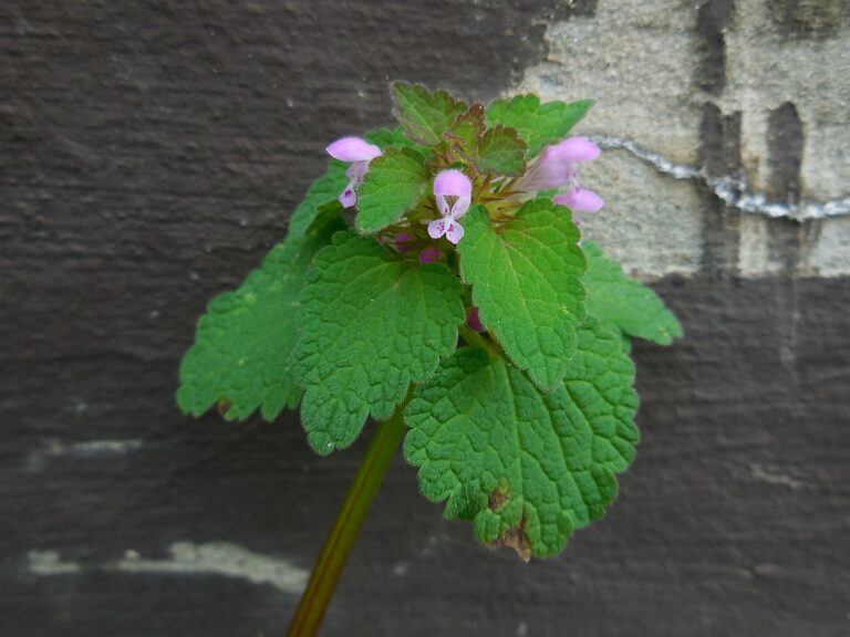 Rød tvetand (Lamium purpureum)