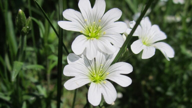 Hønsetarm (Cerastium)