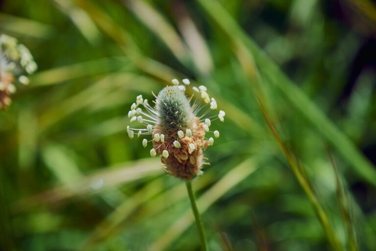 Lancetvejbred (Plantago lanceolata) Indikatorplanter