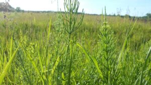 Padderok (Equisetum)