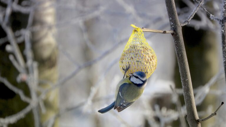 tit 5989580 1920 - 1 - Børglumparken