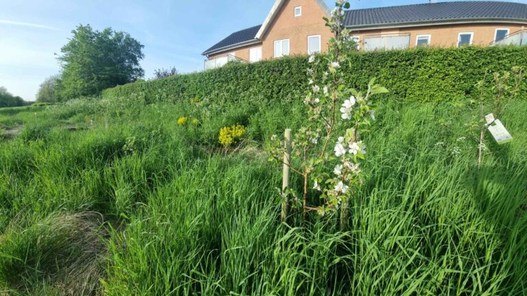 Skovhaven 2024 05 18 - 9 - Børglumparken