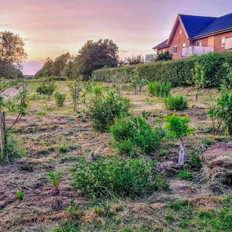 Skovhaven ved aftentid maj 2024